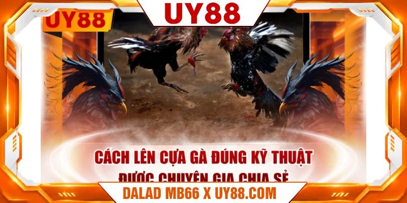 Cách Lên Cựa Gà Đúng Kỹ Thuật Được Chuyên Gia Chia Sẻ